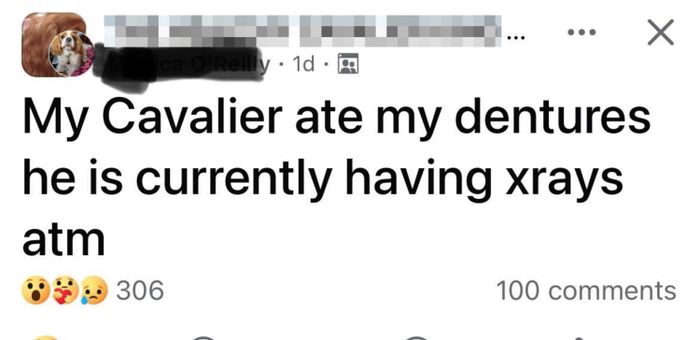 A post about a dog munching on dentures and needing X-rays, accompanied by shocked and laughing emojis, along with reactions from users and the comment count.