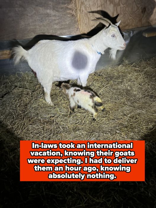 Goat standing in a barn with a baby goat resting on hay nearby
