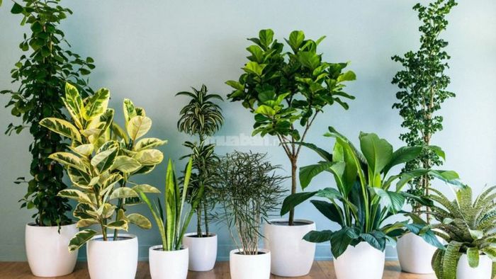 Việc sử dụng vật phẩm phong thủy giúp hóa giải các xung khắc trong không gian sống là một trong những cách hiệu quả để nâng cao chất lượng phong thủy của ngôi nhà.