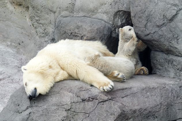 5 hibernate