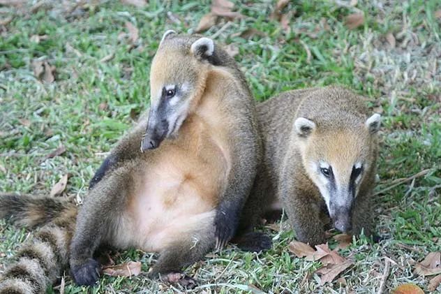 The Coati, a fascinating mammal