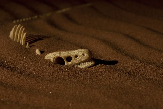 9 skeleton