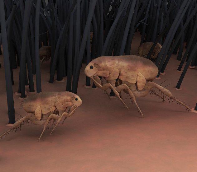 Fleas were not a problem for dinosaurs.