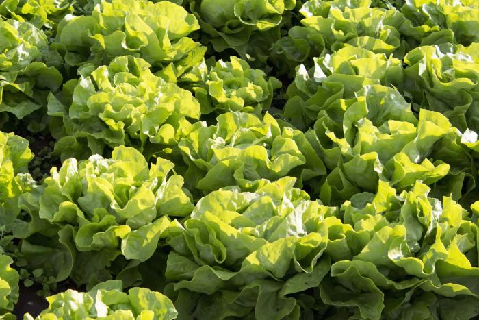 Butterhead lettuce