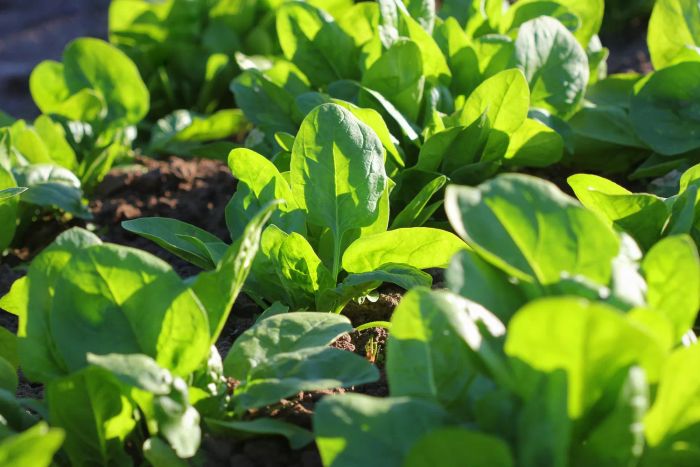 Spinach Winter Garden