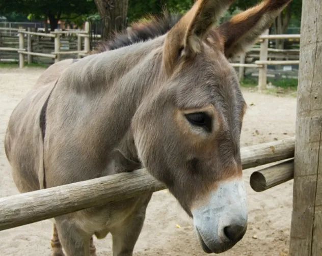 Donkey