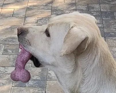 The dog, with the toy in its mouth, seems to be holding something more than just a plaything.
