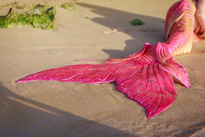 Mermaid tail resting on the sandy shore, with seaweed visible near the water's edge.