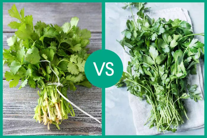 coriander-vs-cilantro-comparison