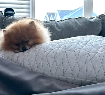 A fluffy white pillow with a dog peacefully sleeping on it.