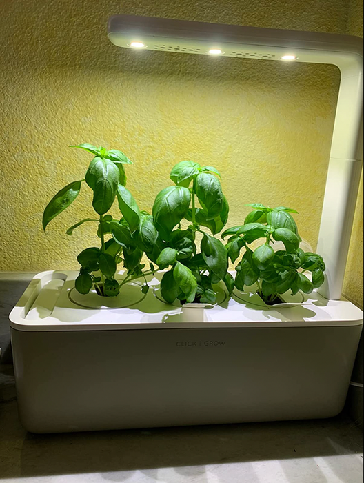 A white rectangular planter with herbs growing upwards towards the light fixture positioned above it.