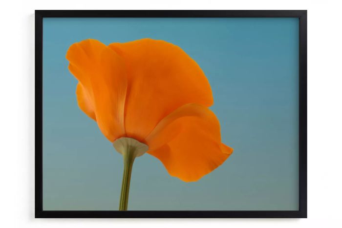 California Poppy by Elena Kulikova