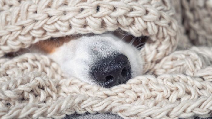 A dog’s snout peeking out from beneath a cozy wool blanket