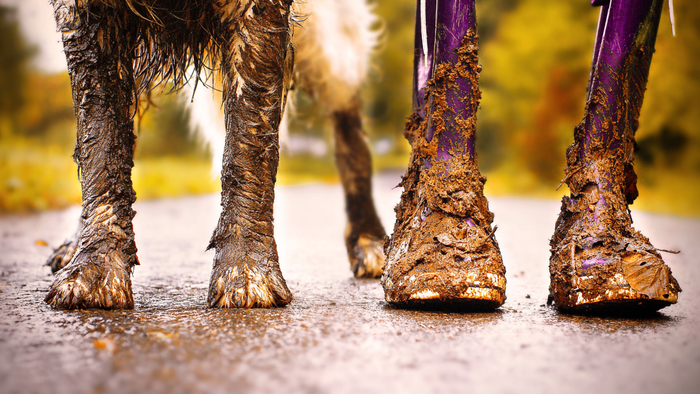 A dog with muddy paws standing in a street surrounded by trees, beside a pair of purple rain boots covered in mud