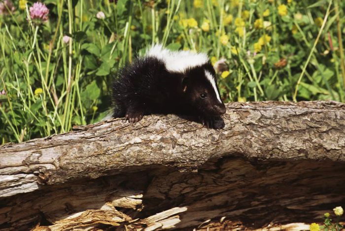 skunk on a branch