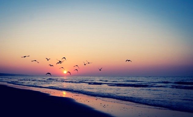 birds