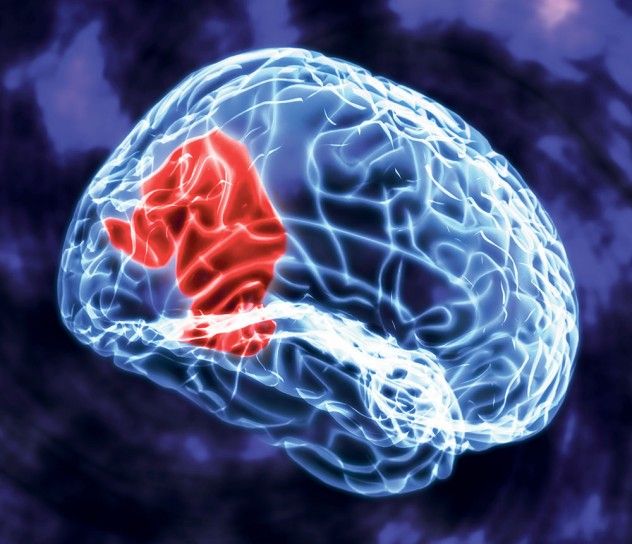 Brain