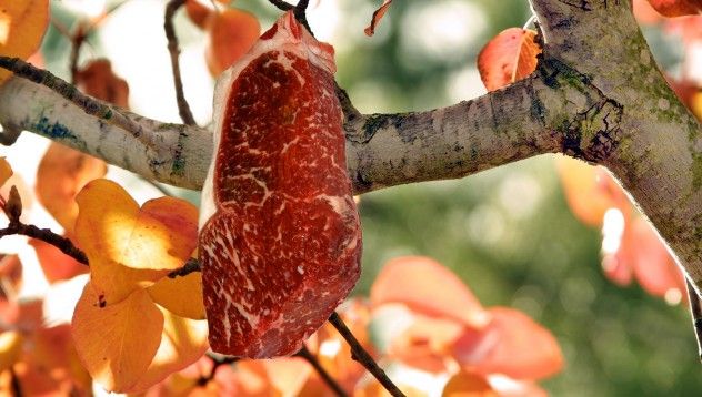 Protein Tree