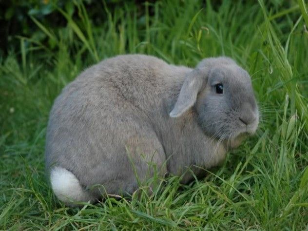 sadrabbit