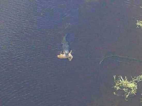 Gator-Deer-Image001