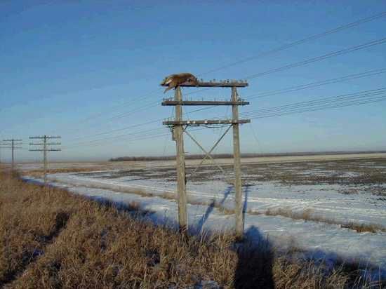 Deer2 01