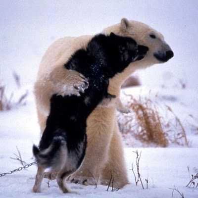 Dogbear