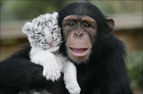 Chimpmain 611978A