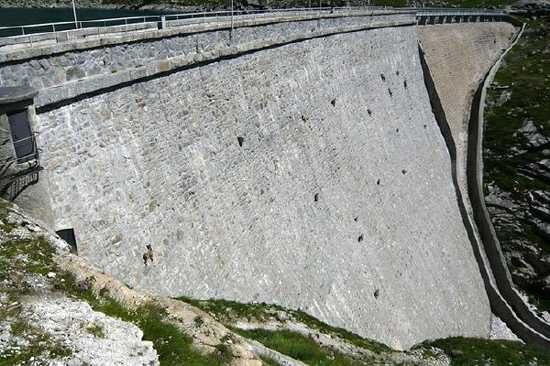 Bighorn-Sheep-Buffalo-Bill-Dam