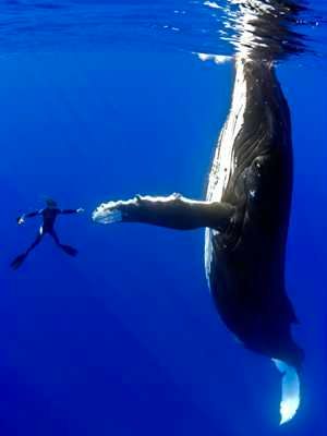 Whale1