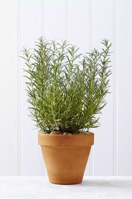 Rosemary plant on a kitchen worktop