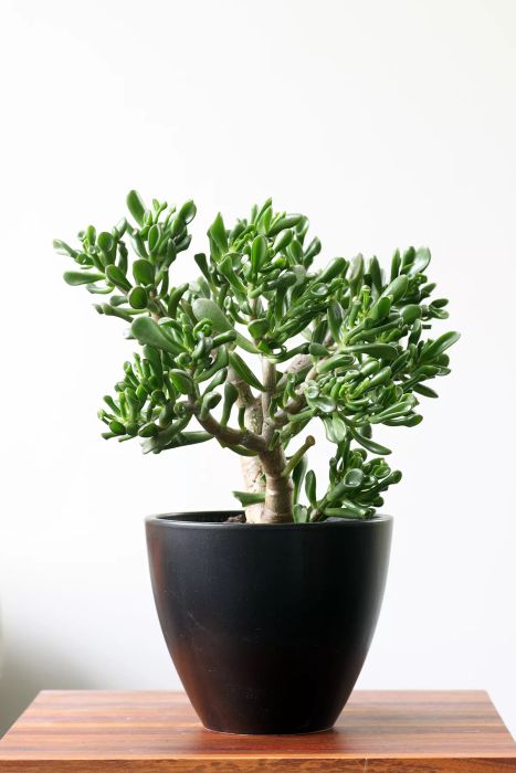 In a Drafty Room: Jade Plant