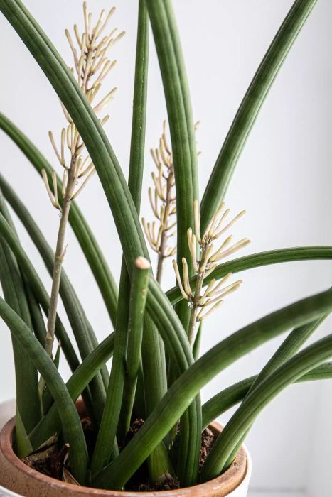 Cylindrical Snake Plant or African Spear Plant