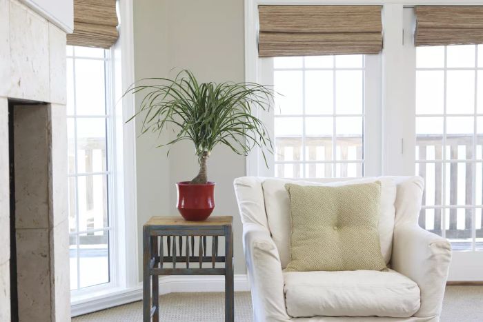 Easy Houseplants: Ponytail Palm in Living Room