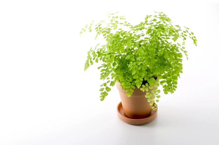 In a Low-Light Room: Maidenhair Fern