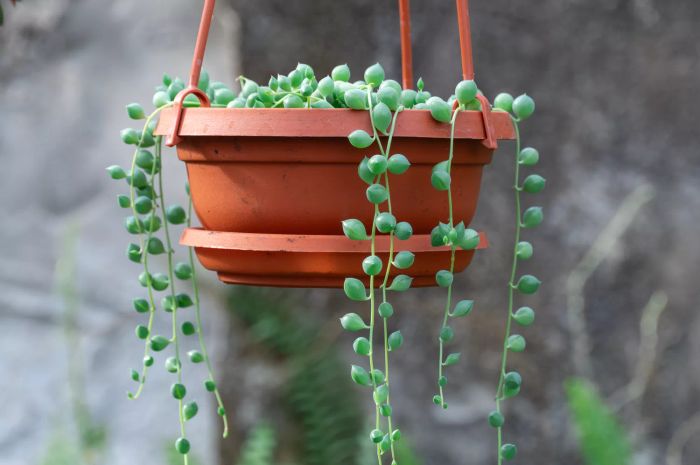 string of pearls
