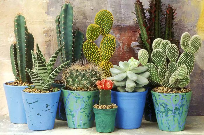In an Overly-Heated Room: Cacti and Desert Plants