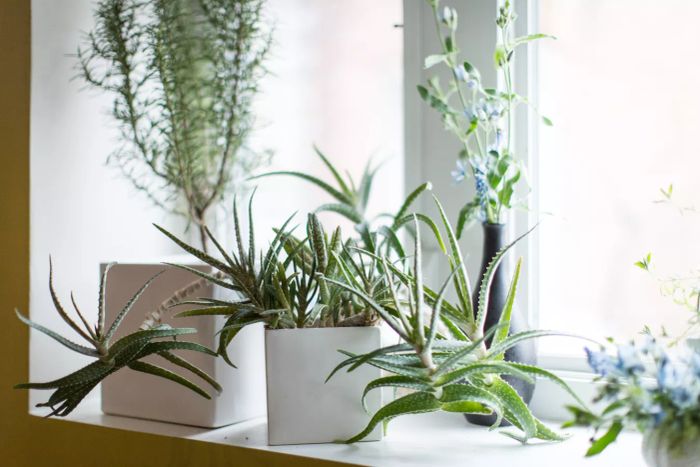 Ideal for Dry Rooms: Succulents