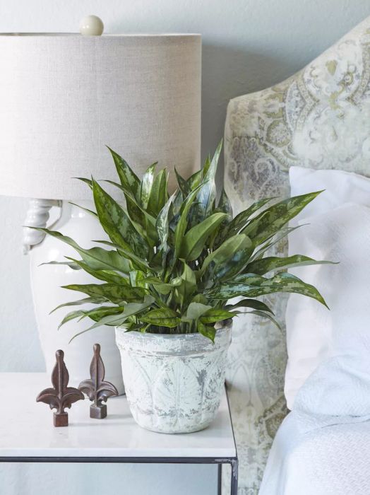Low-Maintenance Houseplants, Chinese Evergreen