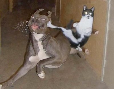 Cat Vs Dog