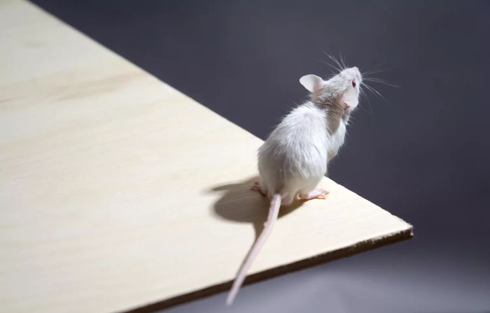 winter-pests-GettyImages-81783056
