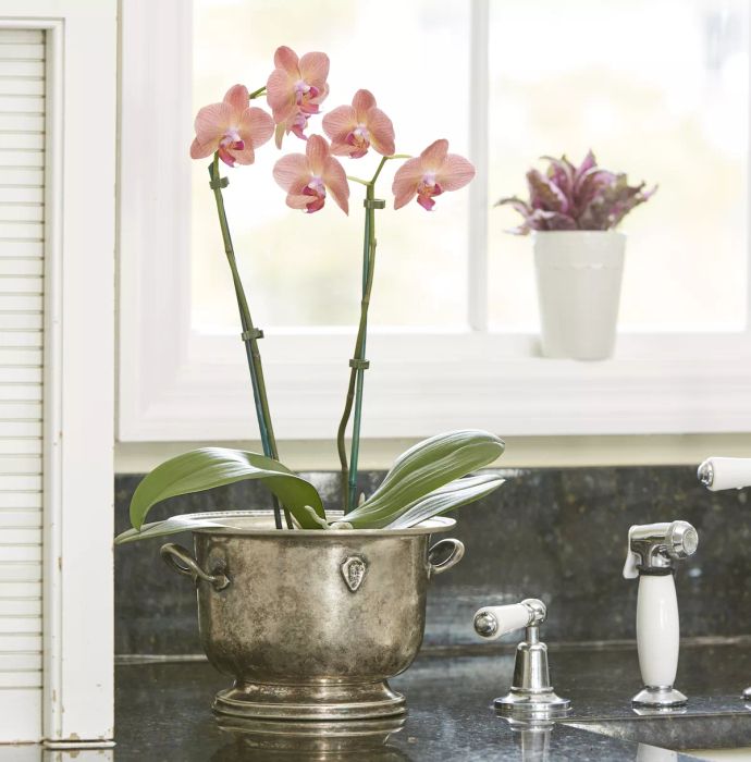 Easy-to-care-for, the Moth Orchid adds a touch of elegance when placed on a side table, making it a perfect accent in your home.