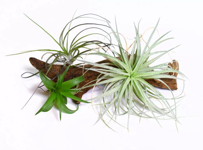 Air plants thrive all year long indoors