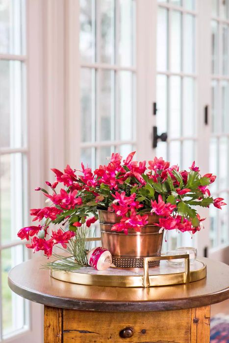 In a Drafty Room: Christmas Cactus