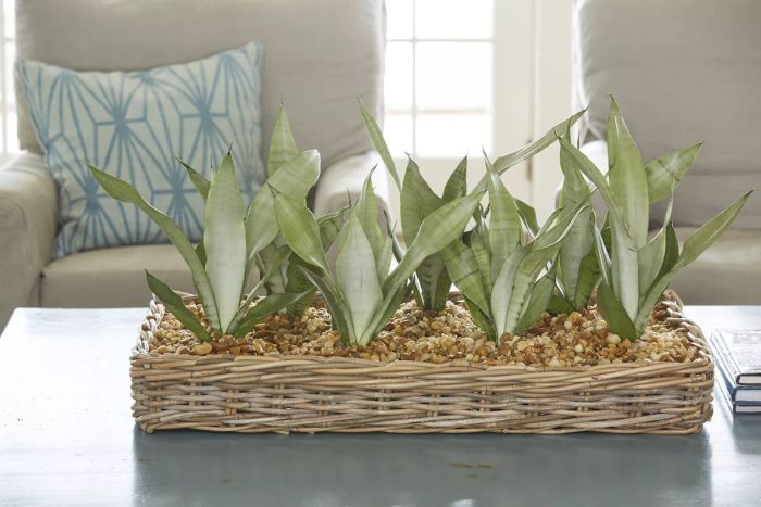 Easy Houseplants: Snake Plant