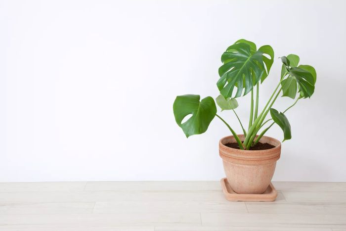 In a Dry Room: Philodendrons