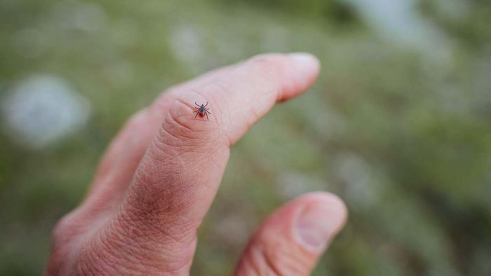 The Overlooked Aspects of a Tick Check