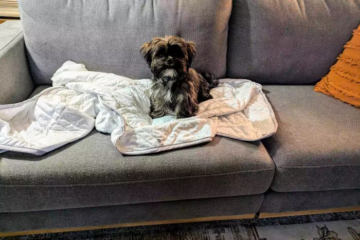 A dog resting on the Aricove Cooling Weighted Blanket