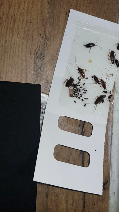 A number of dead cockroaches stuck to a sticky bait trap placed on a wooden floor.