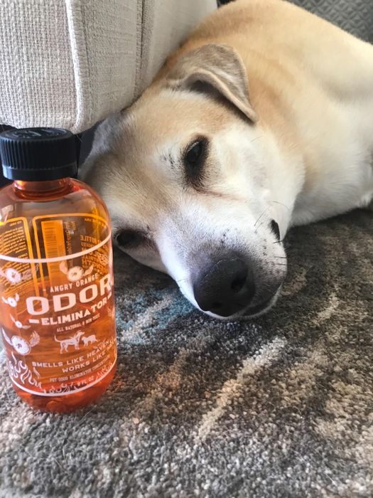 A reviewer’s photo of a dog sitting next to the bottle of cleaner