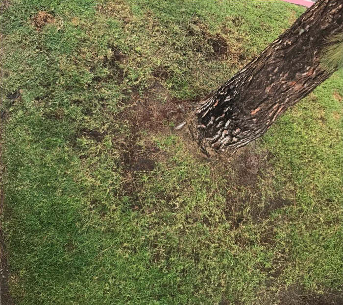 A before photo of patchy, dying grass